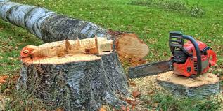 Best Tree Maintenance Programs  in Sardinia, OH