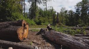 How Our Tree Care Process Works  in  Sardinia, OH