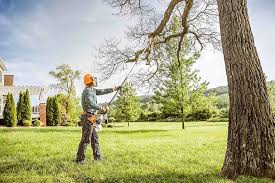 Best Stump Grinding and Removal  in Sardinia, OH