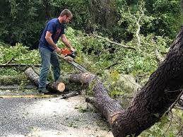 Best Storm Damage Tree Cleanup  in Sardinia, OH
