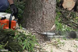 Best Commercial Tree Services  in Sardinia, OH
