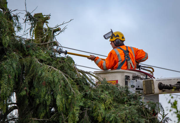 Best Hazardous Tree Removal  in Sardinia, OH