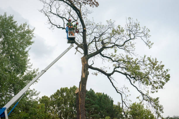 Best Tree Risk Assessment  in Sardinia, OH