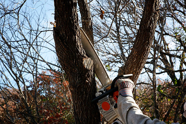 Best Lawn Watering Services  in Sardinia, OH