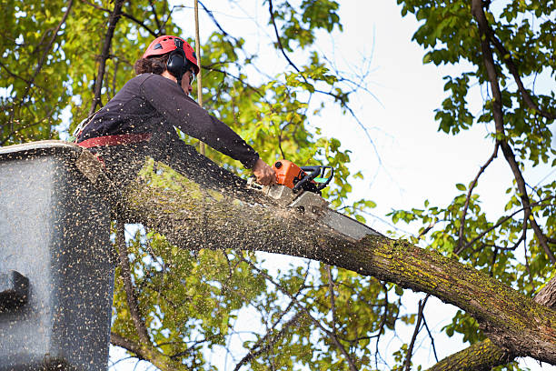 Best Aeration Services  in Sardinia, OH