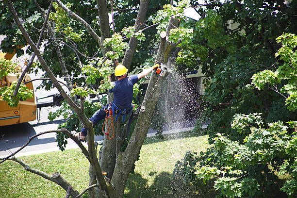 Best Pest Control for Lawns  in Sardinia, OH