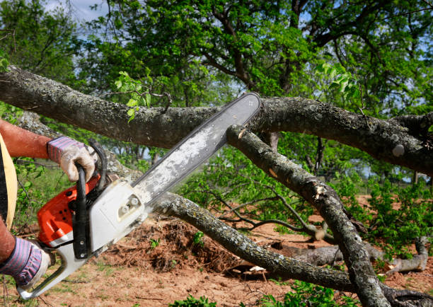 Best Soil Testing and Treatment  in Sardinia, OH